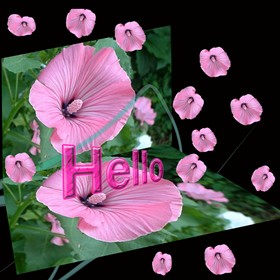 Фотографии: Flowers